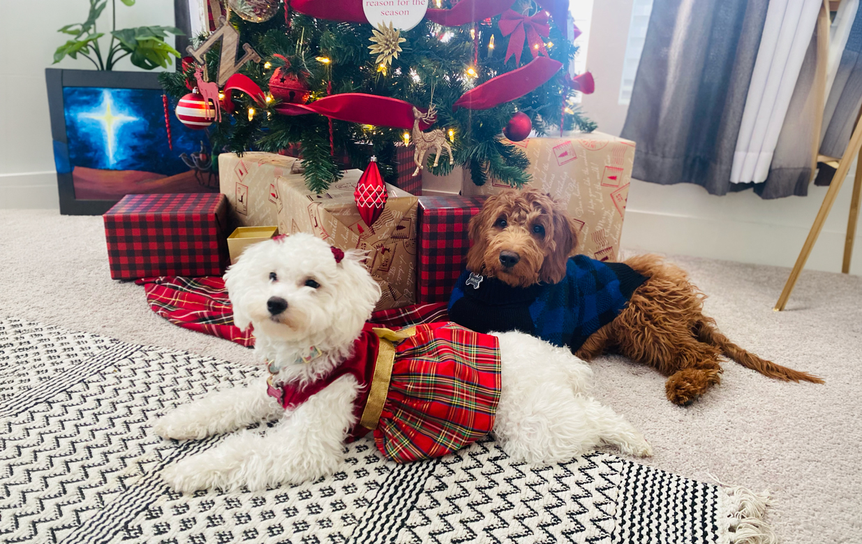 Cookie and Bruno, the dogs